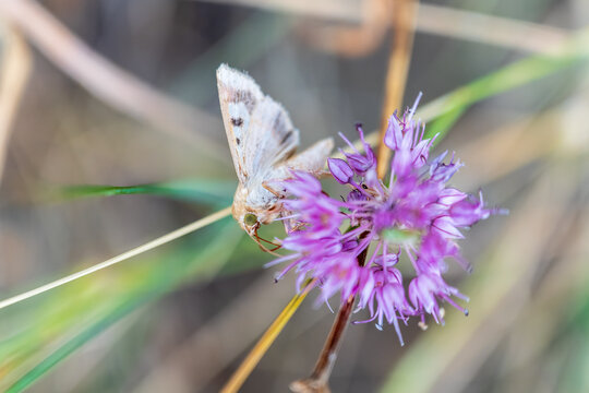 A small hairy moth (Heliothis peltigera) sits on a flower looking for nectar. The insect sits on a flower in summer.