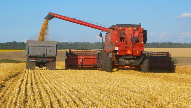Combine harvester harvesting ripe wheat and unloading threshed grain into a truck in the field. Early cereal crop harvest, modern agriculture, grain production, and farming technology concept.