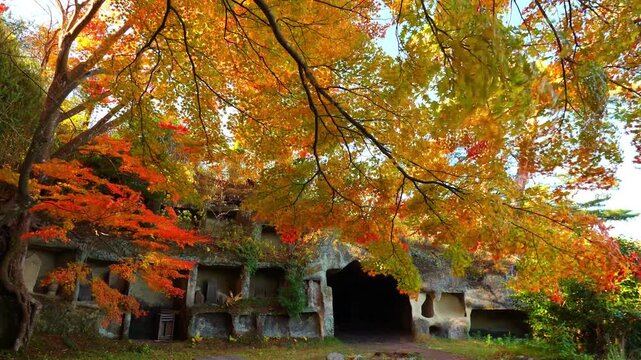 秋の日本三景松島（雄島）【宮城県宮城郡松島町】見仏堂跡の紅葉風景