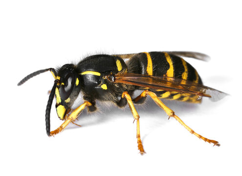 Wasp on white