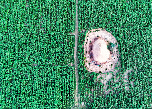 Aerial view of green cotton crops surrounding a mud-covered haystack in a rural field in Dera Ghazi Khan, Punjab, Pakistan.
