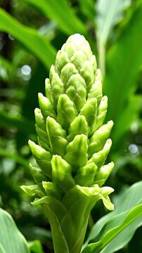 Tropical green ginger flower bud in lush rainforest, exotic shampoo ginger lily plant, wild zingiber zerumbet blooming in botanical garden
