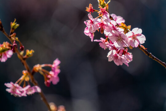 Kawazu Cherry Blossoms with Dark Bokeh Background in Japan