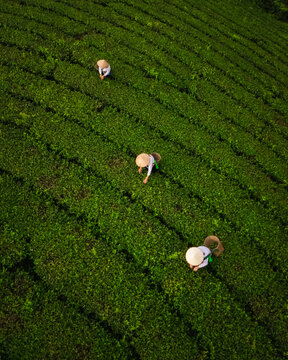 Aerial view of Long Coc Tea Hill with tea pickers wearing traditional conical hats working in the lush green tea fields of Long Coc, Phu Tho, Vietnam.