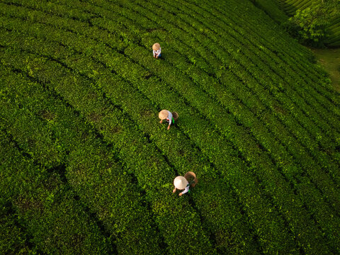 Aerial view of tea pickers wearing conical hats working among the lush green rows of tea plants at Long Coc Tea Hill, Long Coc, Phu Tho, Vietnam.