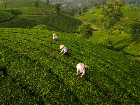 Aerial view of Long Coc Tea Hill with farmers wearing conical hats harvesting tea leaves on the lush green terraced hills of Long Coc, Phu Tho, Vietnam.