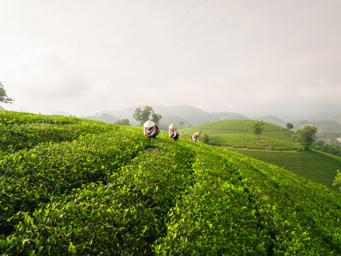 Aerial view of Long Coc Tea Hill with farmers wearing conical hats working among the lush green tea bushes on rolling hills in Long Coc, Phu Tho, Vietnam.