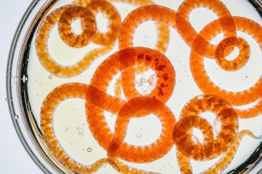Microscopic view of parasitic worms in glass petri dish. Orange helminths float in clear liquid medium. Scientific research samples of fish larvae parasites show internal body structure. Laboratory