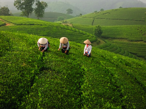 Aerial view of Long Coc Tea Hill with women wearing conical hats picking tea leaves on lush green rolling hills in Long Coc, Phu Tho, Vietnam.