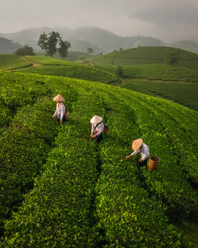 Aerial view of tea pickers wearing traditional conical hats working on the lush green slopes of Long Coc Tea Hill in Long Coc, Phu Tho, Vietnam.