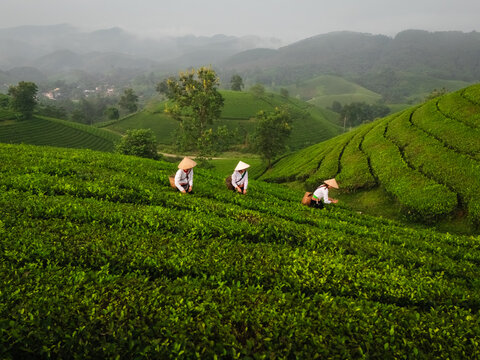 Aerial view of Long Coc Tea Hill with workers in conical hats harvesting tea leaves among the lush green terraced hills of Long Coc, Phu Tho, Vietnam.