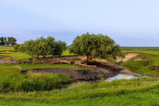 Idyllic pasture landscape, with a meandering river flowing around rustic willow trees at sunset or sunrise
