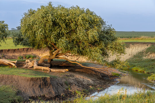 Idyllic pasture landscape, with a meandering river flowing around rustic willow trees at sunset or sunrise
