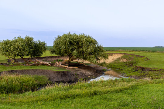Idyllic pasture landscape, with a meandering river flowing around rustic willow trees at sunset or sunrise