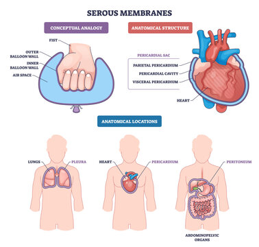 Serous membranes diagram shows heart, lungs, and abdomen with parietal and visceral layers around organs, explaining fluid-filled cavities for protection and movement, transparent background.