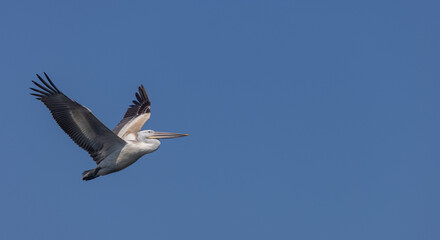 Fototapeta premium Dalmatian pelican (Pelecanus crispus) flying in sky during the winter migration in the forest.