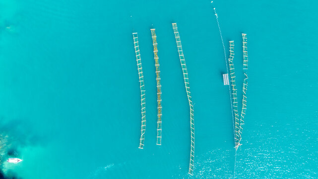 Aerial view of an oyster farm with floating cultivation lines in the turquoise waters of the bay in Angra dos Reis, Rio de Janeiro, Brazil.