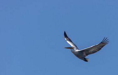 Fototapeta premium Dalmatian pelican (Pelecanus crispus) flying in sky during the winter migration in the forest.