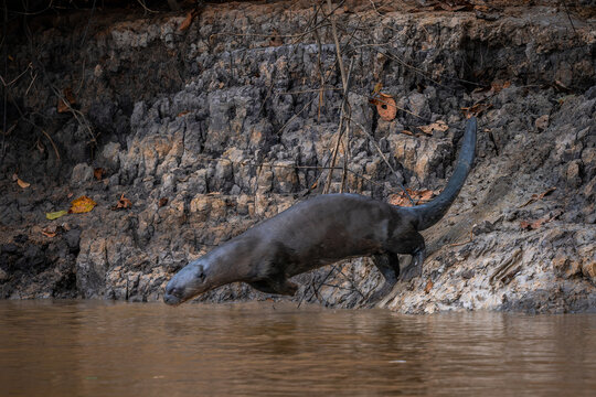 Giant Otter - Pteronura brasiliensis, large fresh water carnivore from South American rivers, Pantanal, Brazil.
