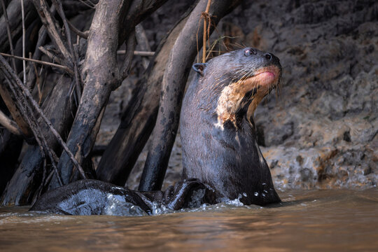 Giant Otter - Pteronura brasiliensis, large fresh water carnivore from South American rivers, Pantanal, Brazil.