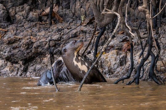 Giant Otter - Pteronura brasiliensis, large fresh water carnivore from South American rivers, Pantanal, Brazil.