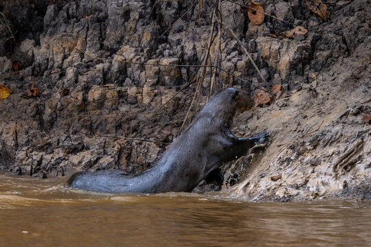Giant Otter - Pteronura brasiliensis, large fresh water carnivore from South American rivers, Pantanal, Brazil.