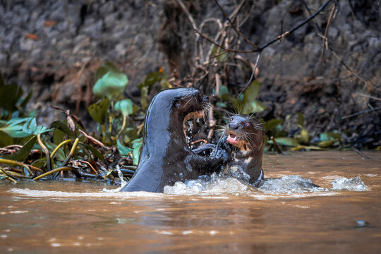 Giant Otter - Pteronura brasiliensis, large fresh water carnivore from South American rivers, Pantanal, Brazil.