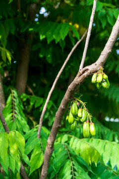 Averrhoa bilimbi fruit is often used as a vegetable and tastes sour