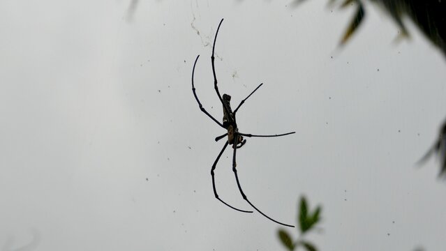 Large long legged spider hanging on an orb web against a bright sky, showing arachnid anatomy, web structure, and tropical wildlife.