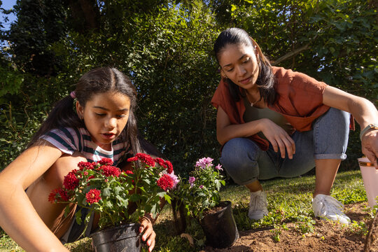 African American mother and youth planting red-pink blooms on lawn with black pots and bucket