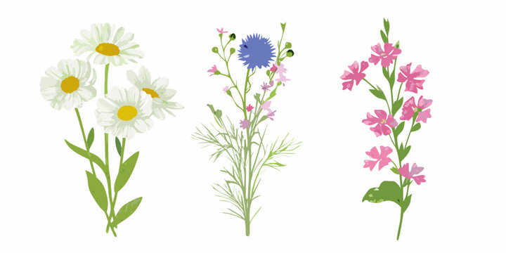 Wildflower botanical illustration with white blue and pink blossoms