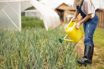 Woman in overalls and boots watering green onion plants with a yellow watering can in a home garden with greenhouses © Dejan