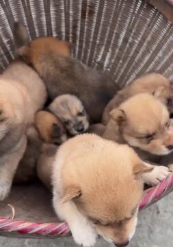 puppies sleeping on the floor