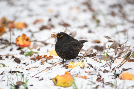Eurasian common blackbird eats rotten apple, Turdus merula in winter, true thrush searching for food in the snow, black male bird with yellow bill