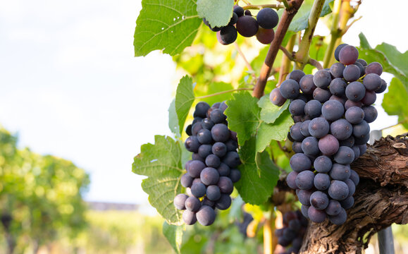 Harvesting blue grapes, Pinot Noir wine growing on vine, vineyard in Moselle Valley, Germany, landscape and agriculture at Mosel river