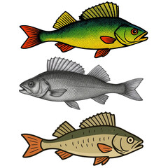 Fototapeta premium fish on a white background