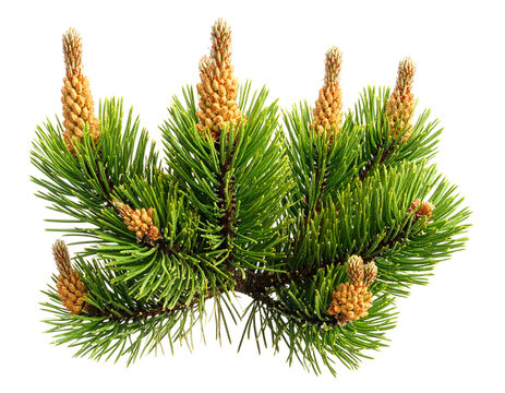 Close-up of pine tree branch with fresh pollen cones on black background
