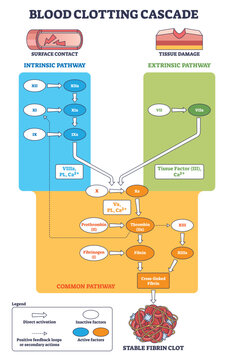 Blood clotting cascade depicts intrinsic and extrinsic routes converging to form a stable fibrin clot, key elements are pathways, thrombin, and fibrin. Outline diagram