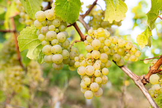 Green grapevine, ripe riesling wine grapes growing on vine, vineyard in Trier, Mosel Valley Germany, agriculture at Moselle river