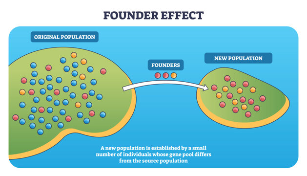Founder effect brief concept shows a small group of founders leaving an original population to create a new population, key objects, founders, arrow, gene pool dots. Outline diagram