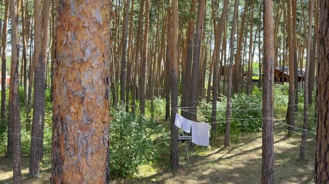 Clothes drying on a clothesline between tall pine trees in Burabay National Park, Kazakhstan. Peaceful campsite lifestyle surrounded by coniferous forest, outdoor living, summer vacation and nature re
