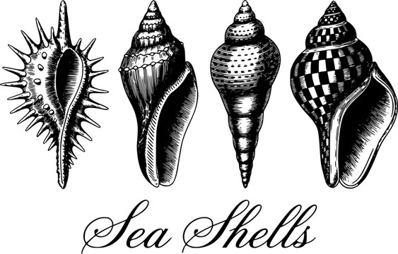 Una colecci&oacute;n de cuatro dibujos detallados en blanco y negro de estilo vintage de varias conchas marinas ex&oacute;ticas aisladas