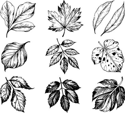 Una colecci&oacute;n de hojas bot&aacute;nicas dibujadas a mano con varias formas y texturas en blanco y negro
