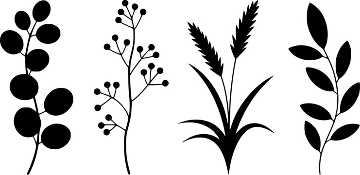 Una colecci&oacute;n de cuatro siluetas de plantas bot&aacute;nicas distintas que presentan varias hojas, bayas y tallos de trigo