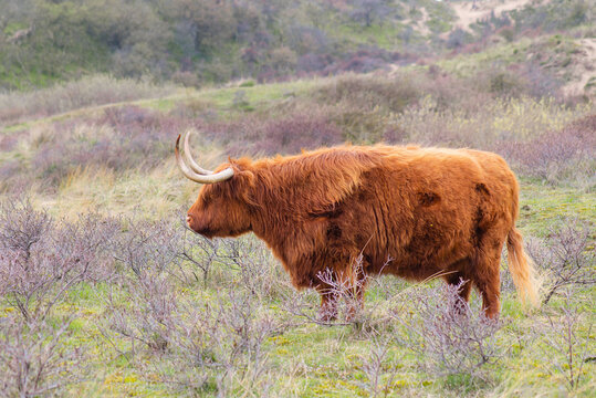 Scottish highland cattle, cow in countryside, bull with horns on pasture, ginger shaggy coat, farm animal and livestock