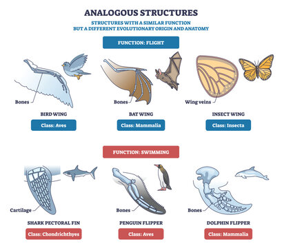 Analogous structures brief diagram compares wings and flippers, showing similar functions from different origins, highlights bird wing, bat wing, and dolphin flipper. Outline diagram
