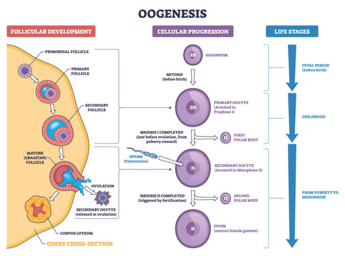 Oogenesis brief diagram outlines follicular development and meiotic progression to ovum, shows oocyte, follicles, and sperm at ovulation. Outline diagram