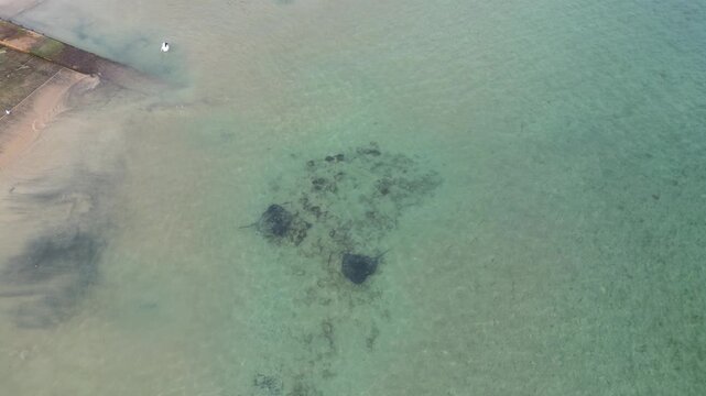 Two stingrays foraging and passing each other in shallow clear coastal water, aerial drone view