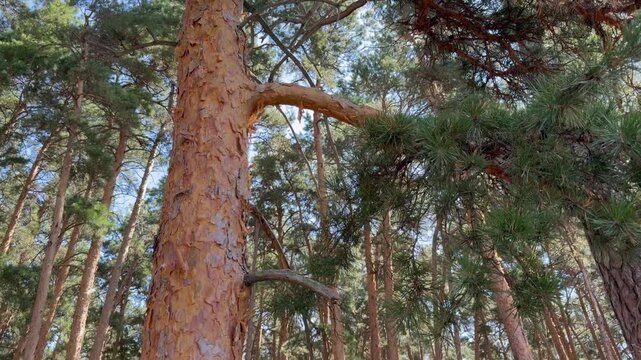 Tall pine trees in the scenic coniferous forest of Burabay National Park, Kazakhstan. Peaceful woodland landscape with evergreen trees, natural environment, outdoor recreation and travel destination o