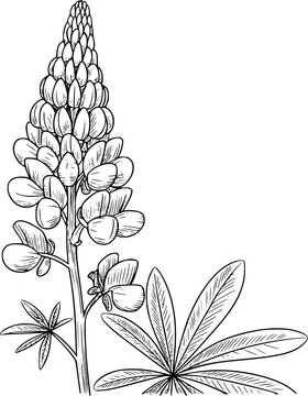 L&iacute;nea detallada en blanco y negro de una flor de lupino floreciendo con sus caracter&iacute;sticas hojas palmadas